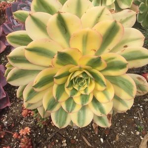 Meet your Posher, Maureen